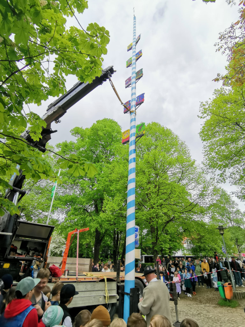 Maibaum klein